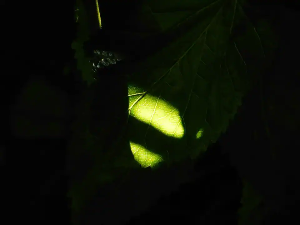 Photography — Twoplus (400)