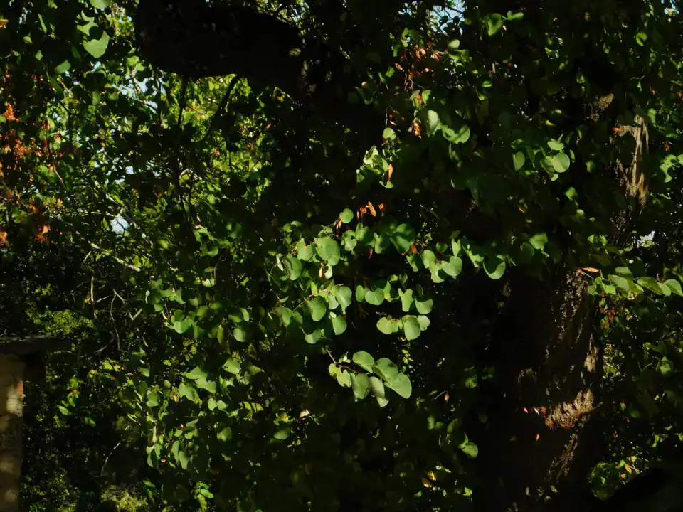 Photography — Twoplus (421)